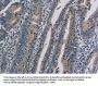 NLRP9 Antibody