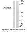 ARMCX2 Antibody