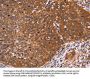 CDC37L1 Antibody