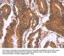 CDC37L1 Antibody