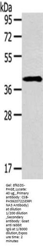 SERPINA3 Antibody