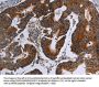 MDFIC Antibody