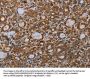 MDFIC Antibody