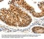 PDCD6 Antibody
