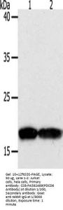 PDCD6 Antibody