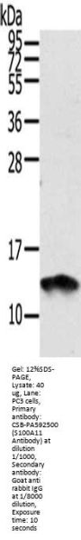 S100A11 Antibody