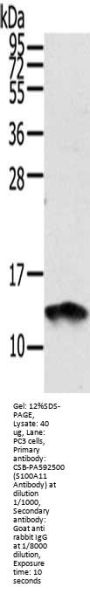 S100A11 Antibody