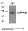 PRKAA1/PRKAA2 (Ab-487) Antibody