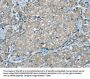 SERPINA11 Antibody