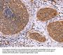 CLUAP1 Antibody