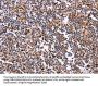 CLUAP1 Antibody