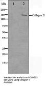 COL2A1 Antibody