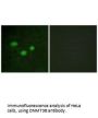 DNMT3B Antibody
