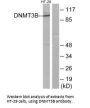 DNMT3B Antibody