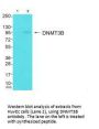 DNMT3B Antibody