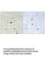 SMAD2 (Ab-220) Antibody