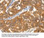 TRAF3 Antibody