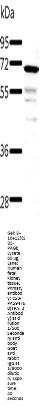 TRAF3 Antibody