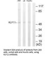 KLF11 Antibody