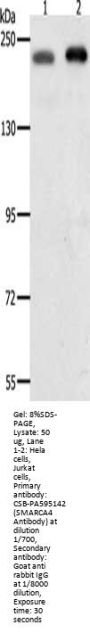 SMARCA4 Antibody