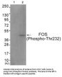 Phospho-FOS (Thr232) Antibody
