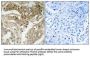 Phospho-FOS (Thr232) Antibody