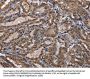 CUL3 Antibody