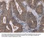 CUL3 Antibody