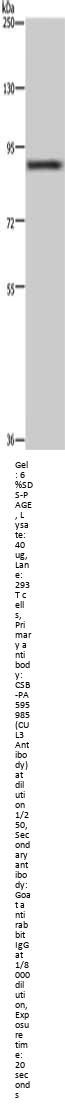 CUL3 Antibody