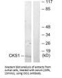 CKS1B Antibody