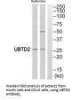 UBTD2 Antibody