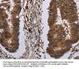 MIG7 Antibody