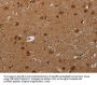 MIG7 Antibody