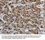 HNRNPL Antibody