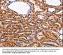 CDK4 Antibody