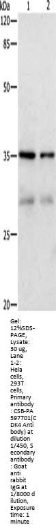 CDK4 Antibody