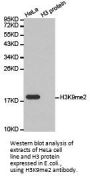Histone H3K9me2 Antibody