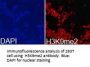 Histone H3K9me2 Antibody