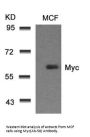 MYC (Ab-58) Antibody