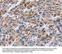 ENPP5 Antibody