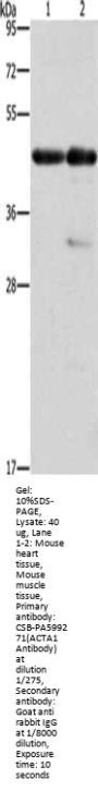 ACTA1 Antibody
