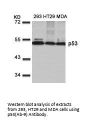 TP53 (Ab-9) Antibody