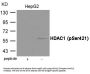 Phospho-HDAC1 (Ser421) Antibody