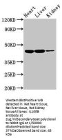 IL10RB Antibody