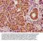 CRYZ Antibody