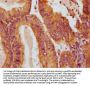 CRYZ Antibody