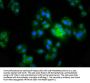 MGAT5 Antibody
