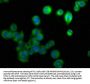 FABP9 Antibody