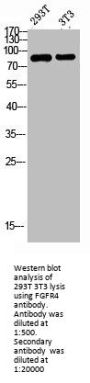 FGFR4 Antibody