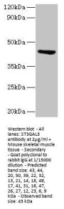 ST3GAL3 Antibody